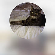 Pucci joined the competition — help win amazing prizes! cat, tabby, pet, animal, feline, bed, white_bedspread, indoor, relaxed, lying_down, fur, whiskers, ears, face, eyes, domestic_animal, resting, circular_crop, blurred_background, mobile_interface