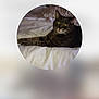cat, tabby, pet, animal, feline, bed, white_bedspread, indoor, relaxed, lying_down, fur, whiskers, ears, face, eyes, domestic_animal, resting, circular_crop, blurred_background, mobile_interface