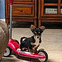 puppy, dog, scooter, indoor, tile_floor, wooden_cabinet, black_and_tan, small_dog, pet, cute, animal, floor, toy, wheels, handlebar, furniture, domestic, young_dog, standing, four_legs