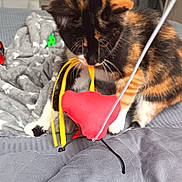 Korail participe au concours pour gagner de l'argent avec cette photo : cat, kitten, calico, toy, red_toy, yellow_strings, bed, blanket, gray_bed, pet, feline, playing, curious, indoor, cozy, soft_blanket, whiskers, paws, young_cat, domestic_cat