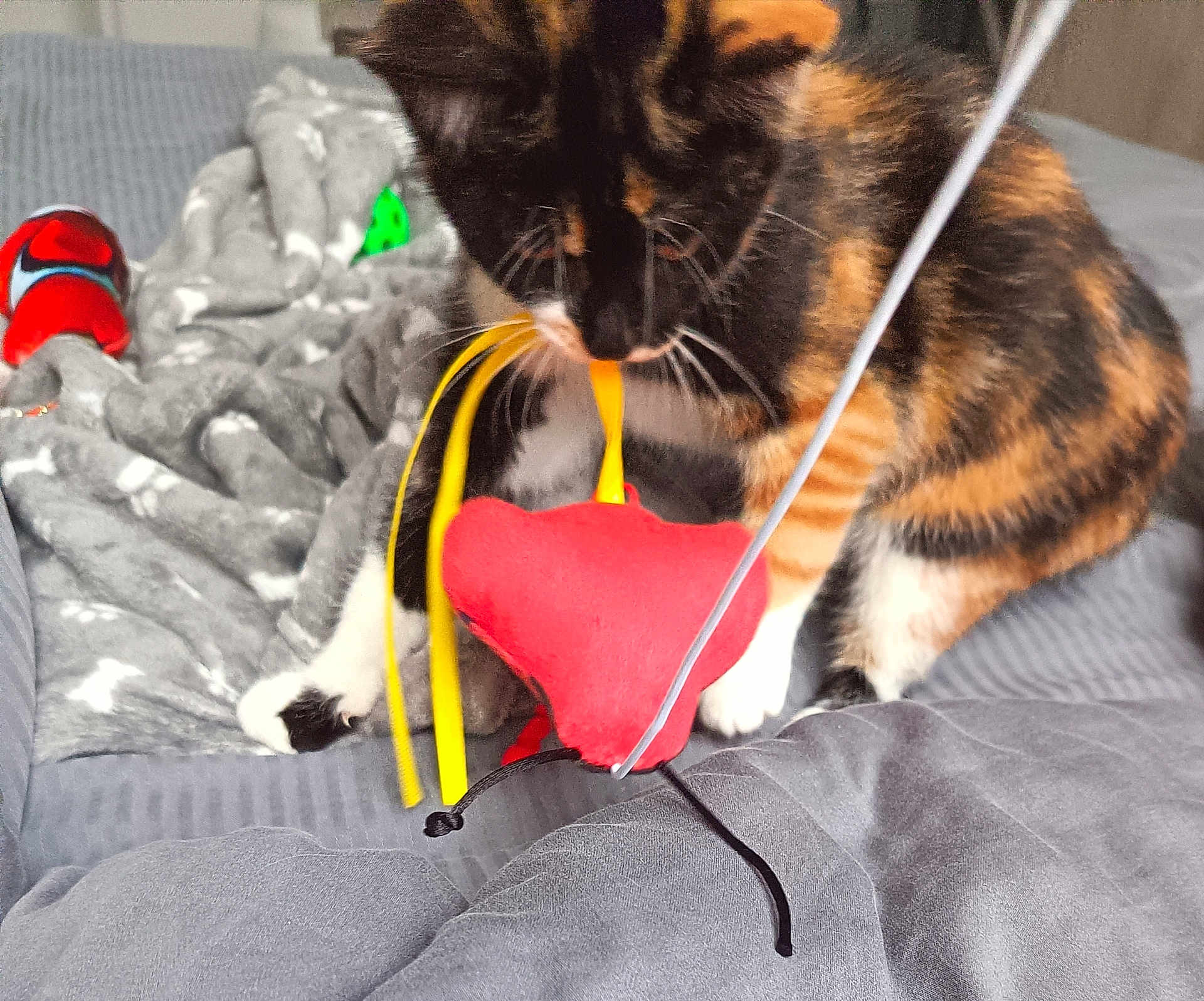 Korail participe au concours pour gagner de l'argent avec cette photo : cat, kitten, calico, toy, red_toy, yellow_strings, bed, blanket, gray_bed, pet, feline, playing, curious, indoor, cozy, soft_blanket, whiskers, paws, young_cat, domestic_cat