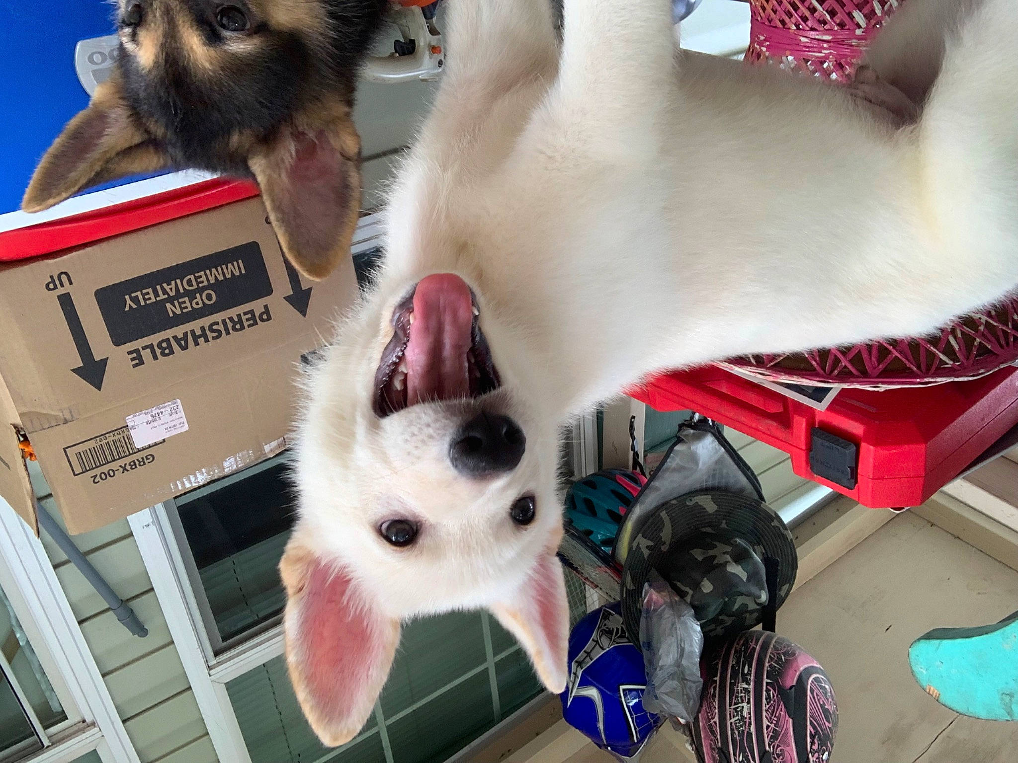 Barak is registered to the contest to win money with this photo: canidae, carmine, carnivore, collar, companion_dog, dog_breed, eyewear, fashion_accessory, fawn, felidae, fur, paw, photograph, small_to_medium_sized_cats, snapshot, snout, sporting_group, toy, toy_dog, whiskers