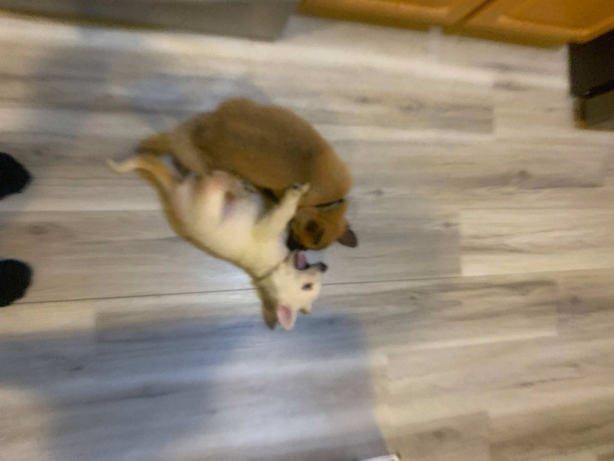 Barak is registered to the contest to win money with this photo: canidae, carnivore, companion_dog, dog, dog_breed, fawn, felidae, floor, flooring, fur, hardwood, paw, snout, sporting_group, tail, terrestrial_animal, toy_dog, wood, wood_stain, working_animal