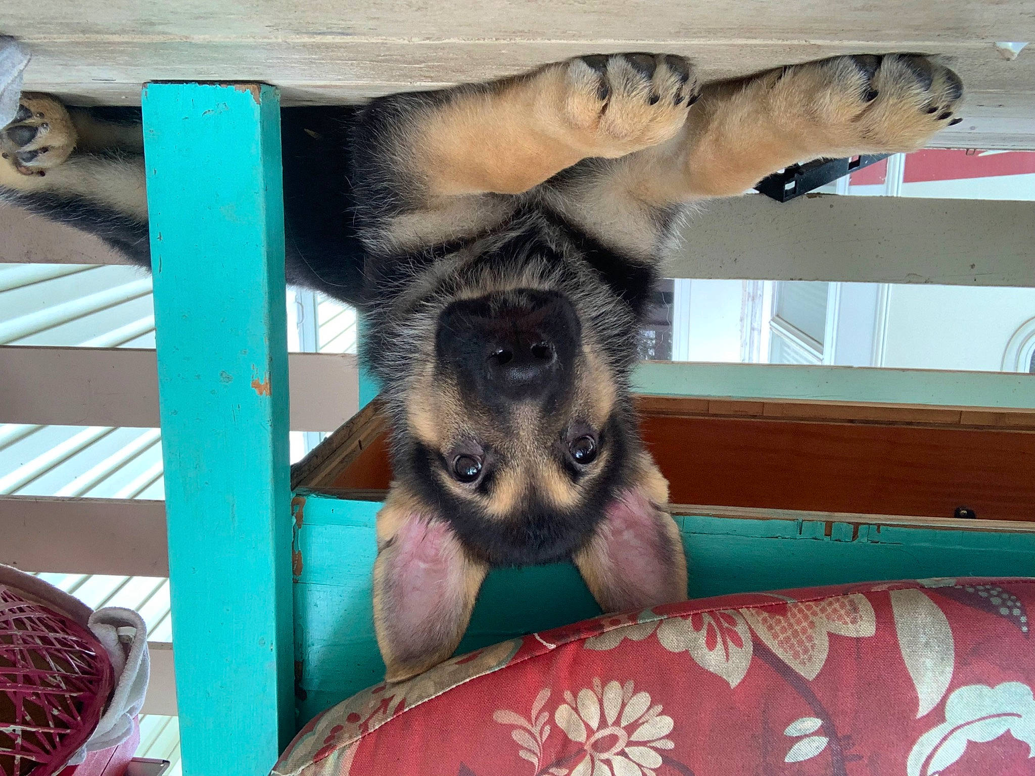 Homelander is registered to the contest to win money with this photo: canidae, carnivore, claw, comfort, companion_dog, dog_breed, fawn, felidae, fur, koala, marsupial, pet_supply, procyonidae, small_to_medium_sized_cats, snout, tail, terrestrial_animal, whiskers, wildlife, wood