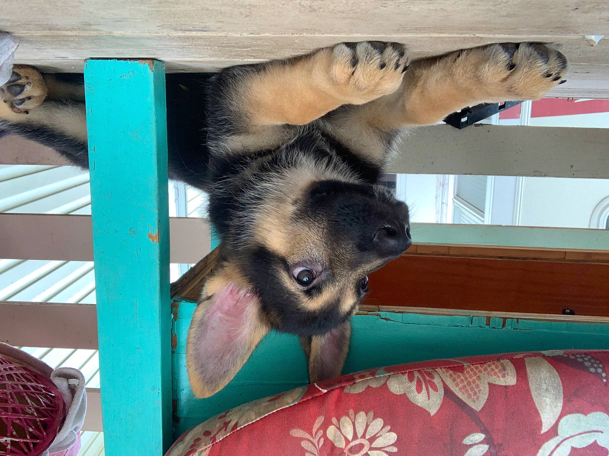 Homelander is registered to the contest to win money with this photo: carnivore, cat_supply, claw, comfort, companion_dog, dog_breed, fawn, felidae, fur, paw, pet_supply, small_to_medium_sized_cats, snout, tail, terrestrial_animal, whiskers, window, wood