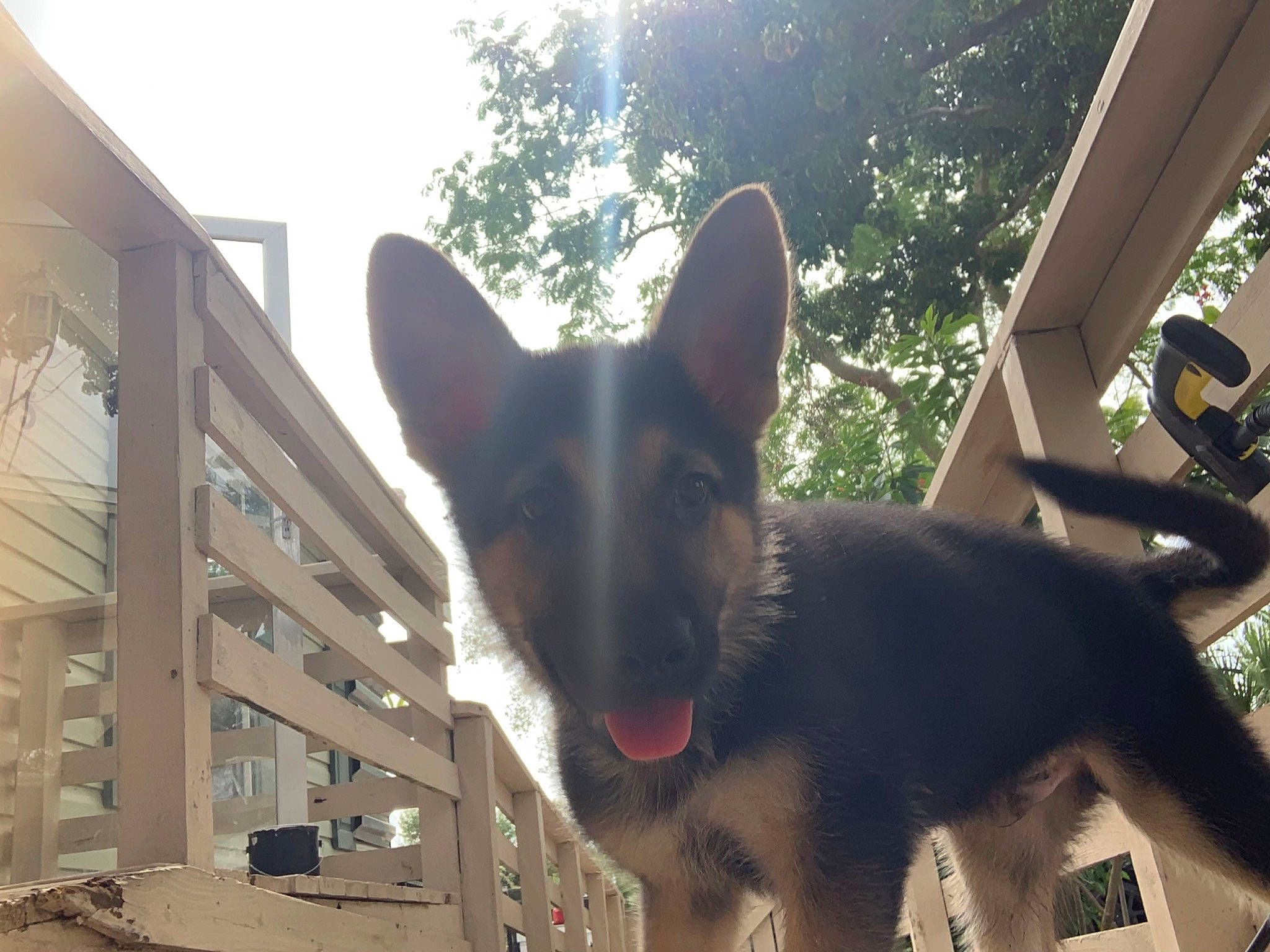 Homelander joined the competition — help win amazing prizes! building, canidae, carnivore, companion_dog, dog, dog_breed, fawn, herding_dog, light, non_sporting_group, sky, snout, sporting_group, tail, tints_and_shades, tree, whiskers, window, working_animal, working_dog