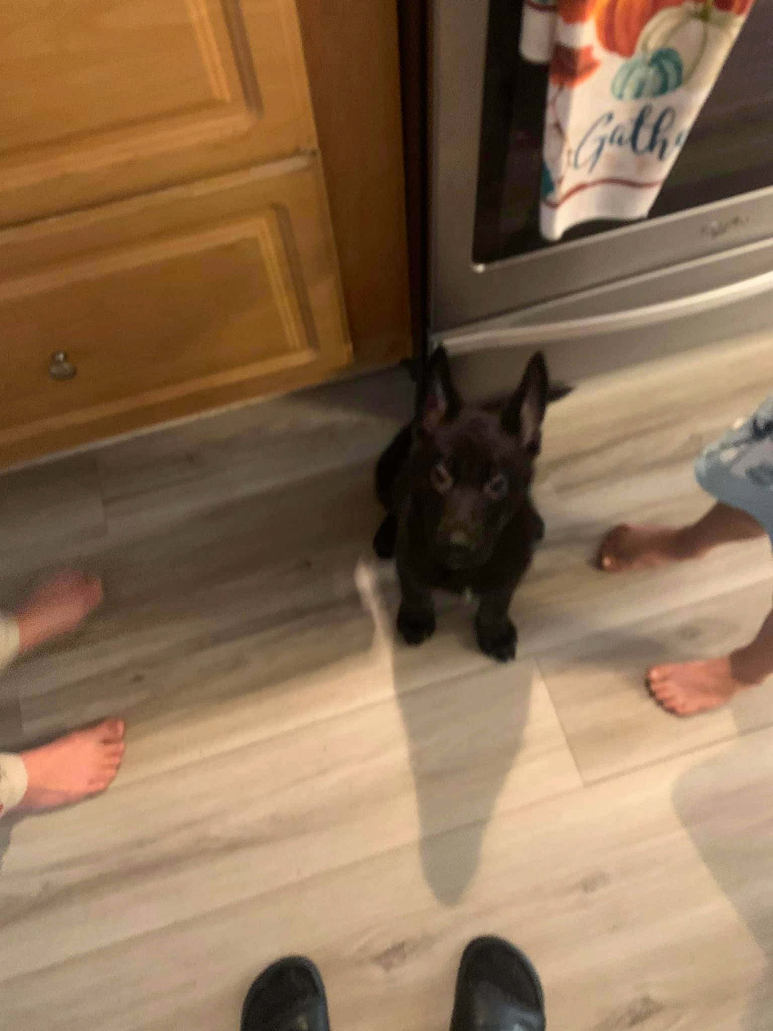 Loki is registered to the contest to win money with this photo: black_cat, brown, carnivore, companion_dog, dog, dog_breed, fawn, felidae, floor, flooring, hardwood, picture_frame, small_to_medium_sized_cats, snout, tail, toy_dog, whiskers, wood, wood_stain, working_animal