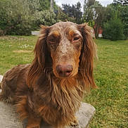 Poker a rejoint le concours — aidez-le/la à gagner de superbes lots ! animal, calm, canine, dachshund, daylight, dog, ears, fur, garden, grass, long_hair, looking_at_camera, mammal, nature, outdoor, paw, pet, portrait, snout, stone