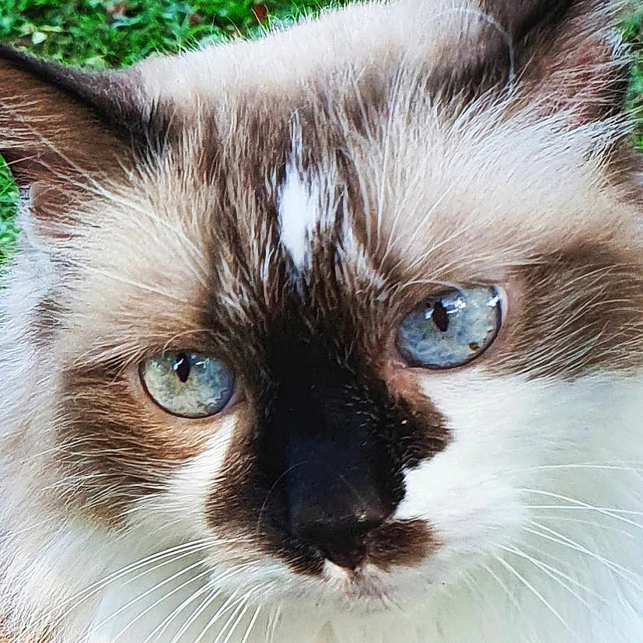 Saphira participe au concours pour gagner de l'argent avec cette photo : angora, animal, brasssection, cat, grass, horn, kitten, manx, musicalinstrument, pet, plant, siamese