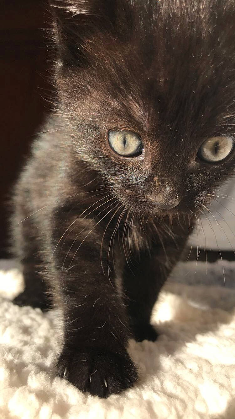 Lune a rejoint le concours — aidez-le/la à gagner de superbes lots ! asian, black_and_white, black_cat, bombay, british_semi_longhair, carnivore, cat, domestic_short_haired_cat, eye, felidae, fur, kitten, mammal, nebelung, nose, polydactyl_cat, small_to_medium_sized_cats, snout, vertebrate, whiskers