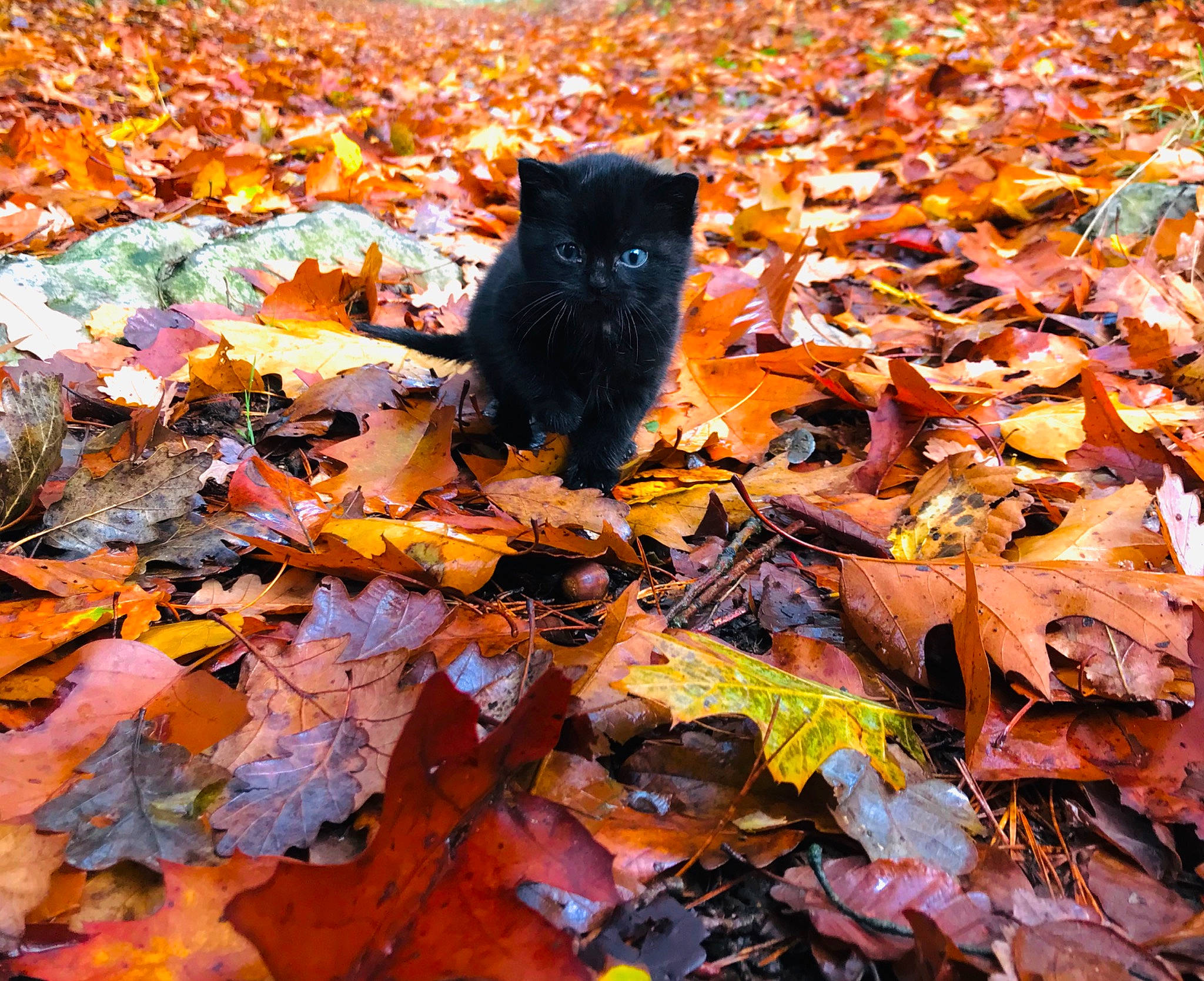 Lune a rejoint le concours — aidez-le/la à gagner de superbes lots ! autumn, black_cat, carnivore, cat, deciduous, fawn, felidae, leaf, maple_leaf, plant, schipperke, small_to_medium_sized_cats, tree