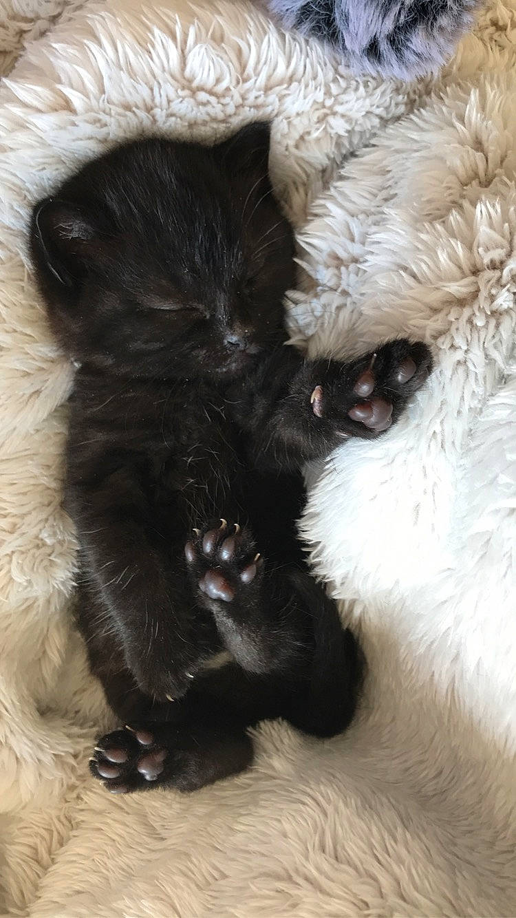 Lune a rejoint le concours — aidez-le/la à gagner de superbes lots ! black_cat, carnivore, cat, claw, domestic_long_haired_cat, ear, felidae, fur, kitten, paw, polydactyl_cat, small_to_medium_sized_cats, snout, tail, whiskers