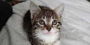 étoile participe au concours pour gagner de l'argent avec cette photo : kitten, cat, tabby, pet, animal, indoor, bed, white_bedspread, cute, small, fur, ears, eyes, paw, resting, cozy, home, furniture, drawer, basket