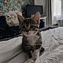kitten, cat, tabby, bed, blanket, indoor, pet, feline, cute, animal, young, fur, whiskers, ears, curious, soft, domestic, room, window, furniture