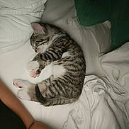 étoile participe au concours pour gagner de l'argent avec cette photo : kitten, cat, sleeping, bed, white_bed, tabby, fur, paw, person, arm, tattoo, blanket, sheet, indoor, resting, cute, pet, animal, cozy, nap