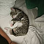 kitten, cat, sleeping, bed, white_bed, tabby, fur, paw, person, arm, tattoo, blanket, sheet, indoor, resting, cute, pet, animal, cozy, nap