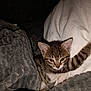 étoile a rejoint le concours — aidez-le/la à gagner de superbes lots ! kitten, tabby, cat, blanket, pillow, indoor, pet, stretching, fur, cute, cozy, young, animal, whiskers, sleepy, soft, nap, relaxing, bed, night