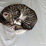 étoile a rejoint le concours — aidez-le/la à gagner de superbes lots ! kitten, cat, sleeping, tabby, fur, white_blanket, cozy, curling, paw, pet, animal, cute, resting, soft, indoor, feline, small, young, peaceful, adorable