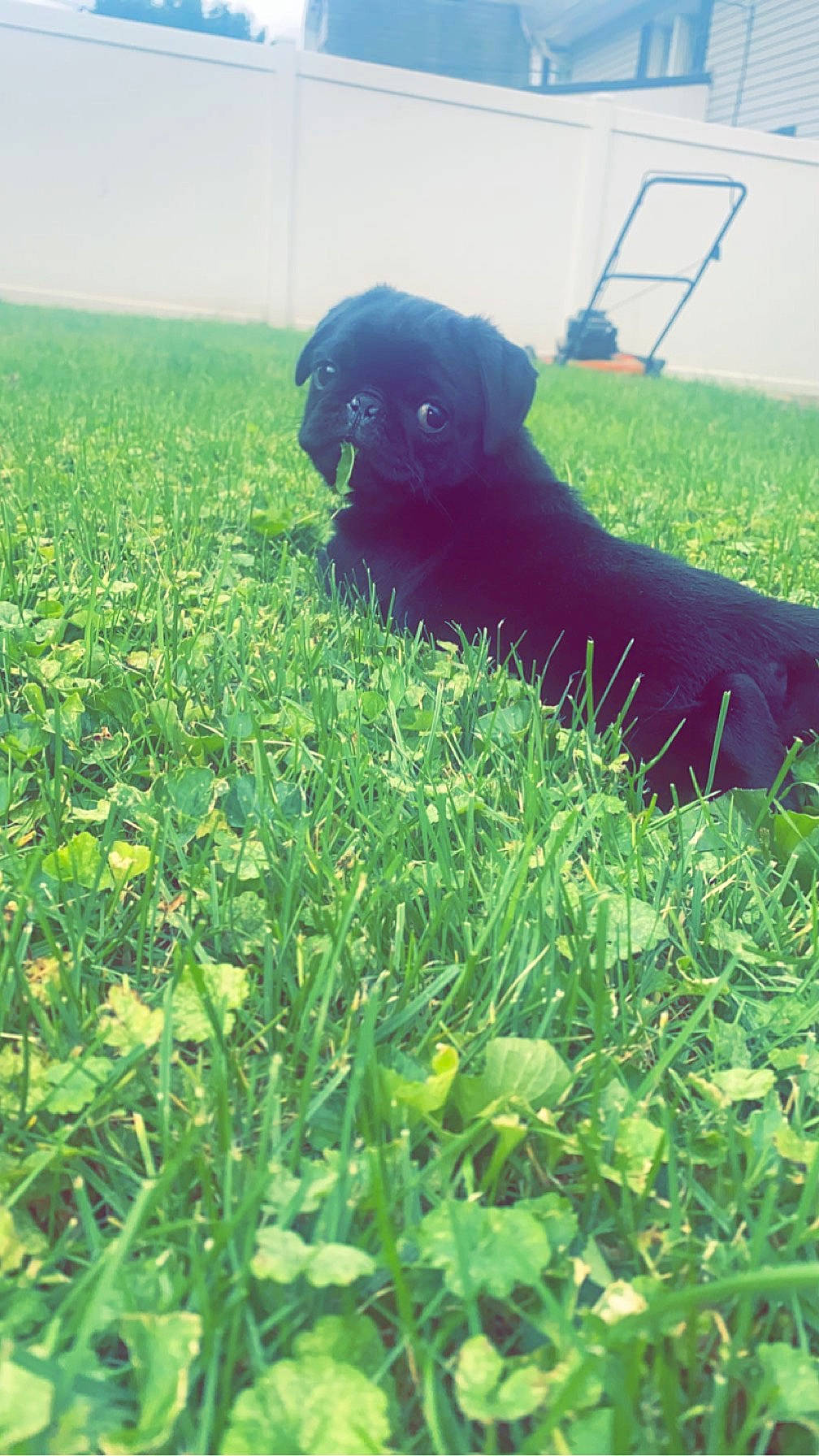 Milo joined the competition — help win amazing prizes! canidae, carnivore, companion_dog, dog, dog_breed, grass, grass_family, grassland, groundcover, pasture, people_in_nature, plant, prairie, shadow, sporting_group, tail, tints_and_shades, toy_dog, watch, working_animal