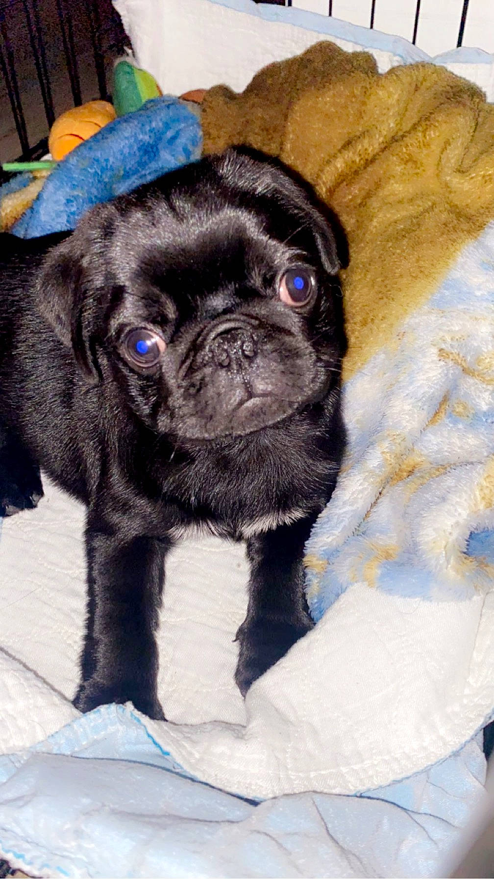 Milo joined the competition — help win amazing prizes! canidae, carnivore, companion_dog, dog, dog_breed, dog_collar, ear, electric_blue, fawn, fur, liver, pet_supply, pug, snout, sporting_group, terrestrial_animal, toy_dog, whiskers, working_animal, wrinkle