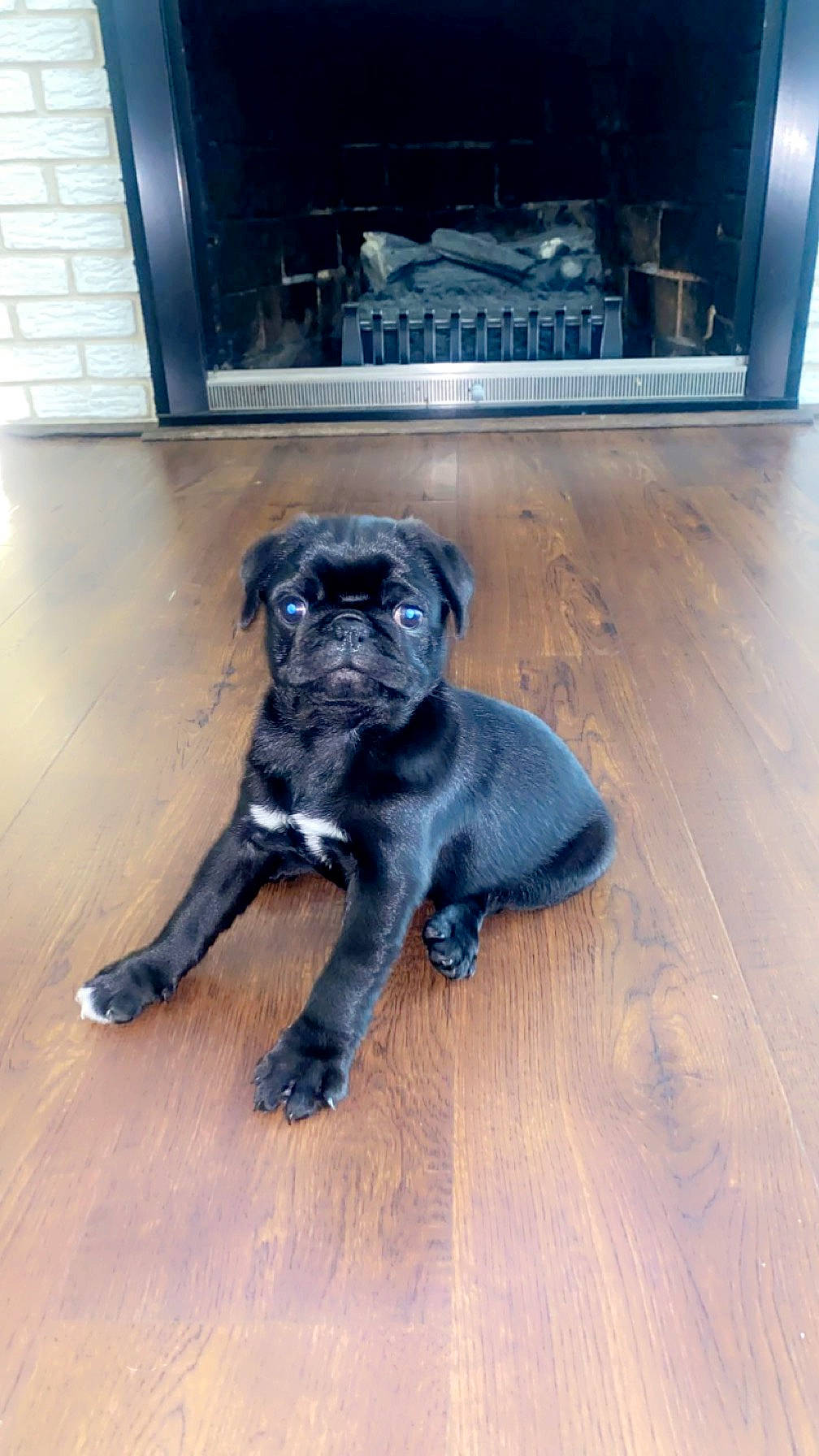 Milo is registered to the contest to win money with this photo: borador, carnivore, companion_dog, dog, dog_breed, fawn, floor, flooring, fur, gas, hardwood, home_appliance, kitchen_appliance, laminate_flooring, snout, tail, terrestrial_animal, wood, wood_flooring, working_animal