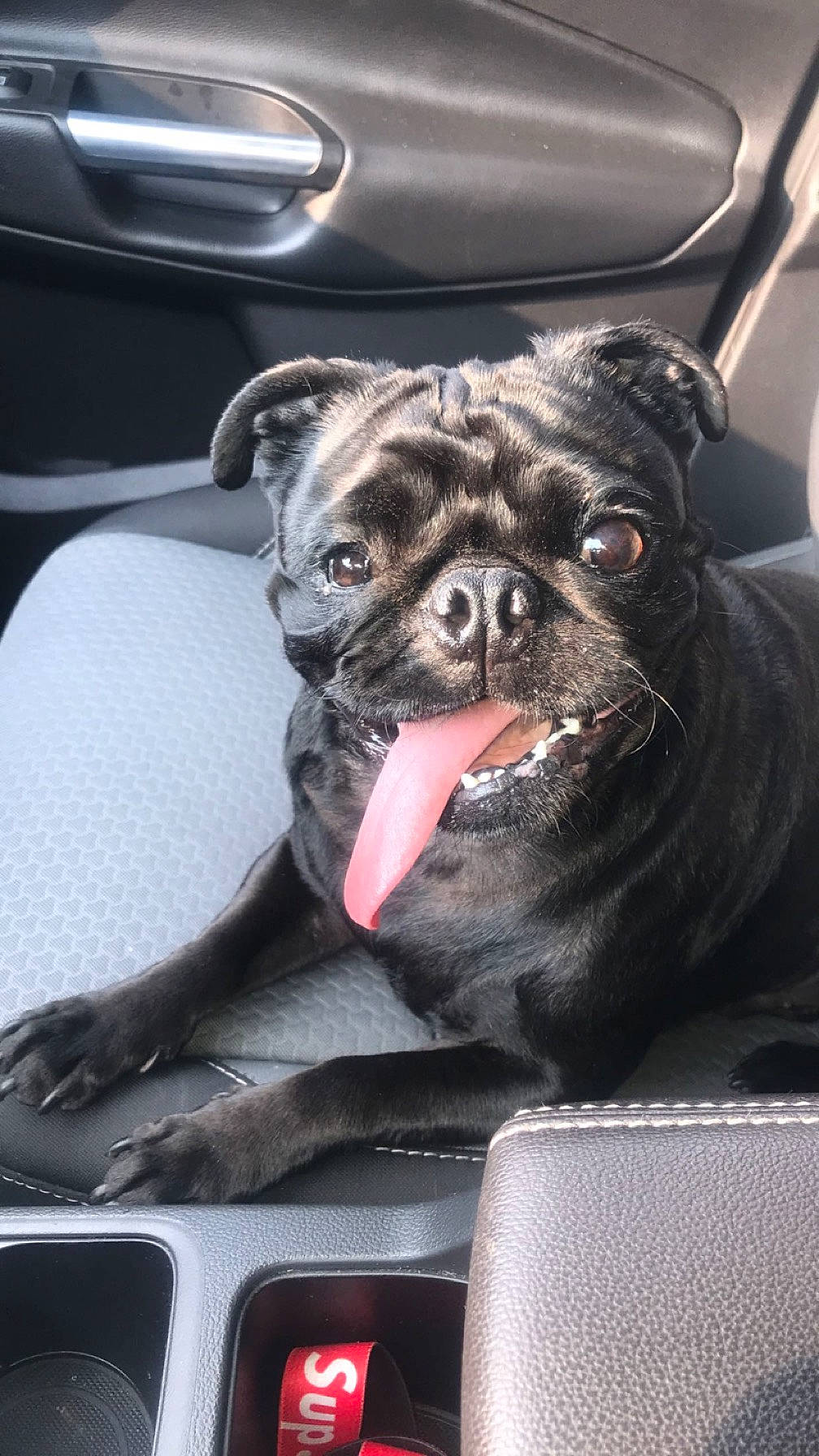 Keemo joined the competition — help win amazing prizes! auto_part, automotive_design, automotive_exterior, canidae, carnivore, comfort, companion_dog, dog, dog_breed, fawn, felidae, motor_vehicle, pug, reflex_camera, snout, sporting_group, toy_dog, whiskers, working_animal, wrinkle