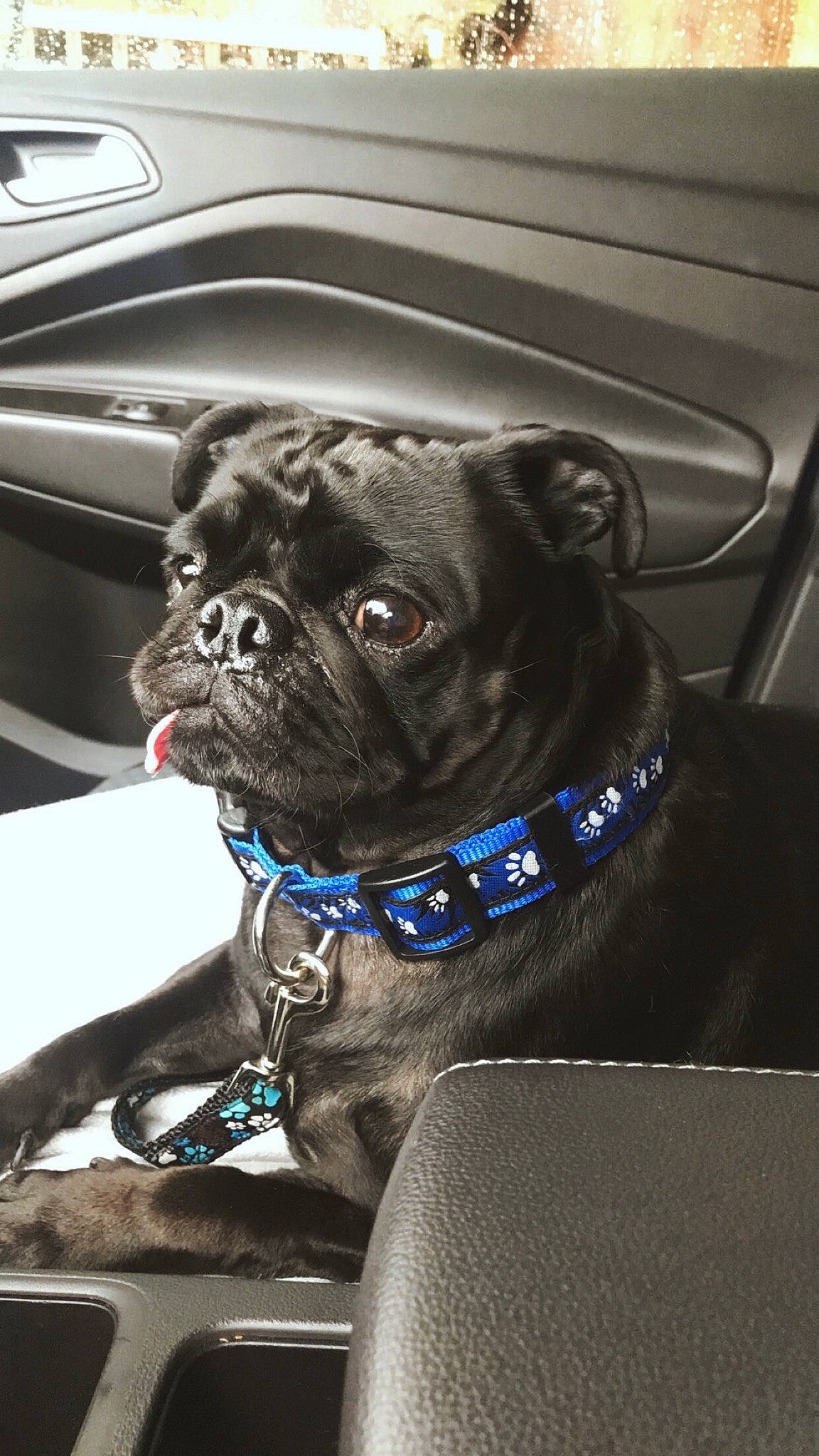 Keemo joined the competition — help win amazing prizes! auto_part, automotive_design, automotive_tire, canidae, carnivore, collar, companion_dog, dog, dog_breed, dog_collar, electric_blue, fawn, motor_vehicle, pug, snout, sporting_group, toy_dog, whiskers, working_animal, wrinkle