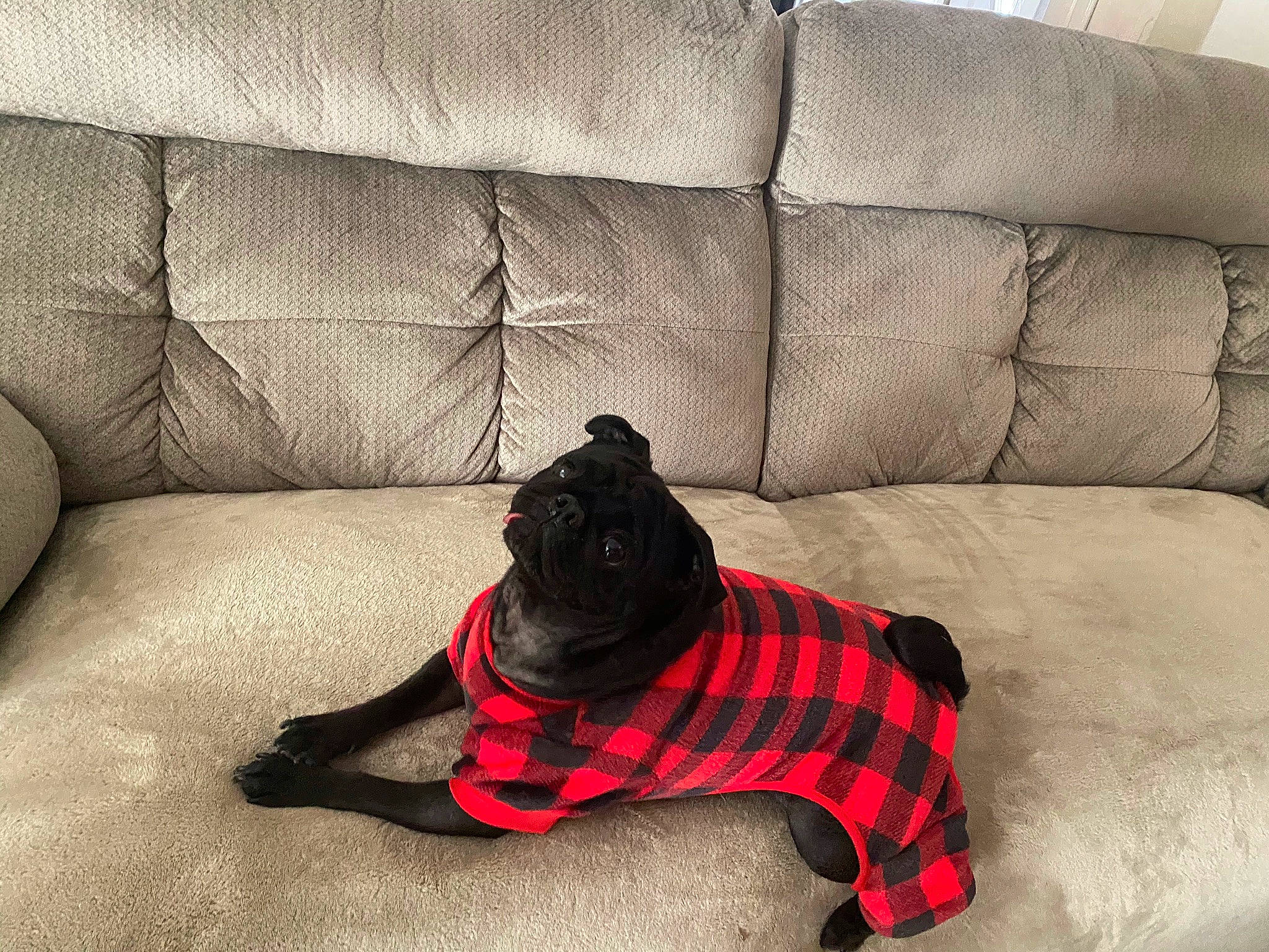 Keemo joined the competition — help win amazing prizes! carnivore, comfort, companion_dog, couch, dog, dog_breed, dog_clothes, dog_supply, fawn, floor, flooring, furniture, grey, rectangle, sofa_bed, studio_couch, tartan, textile, tints_and_shades, wood