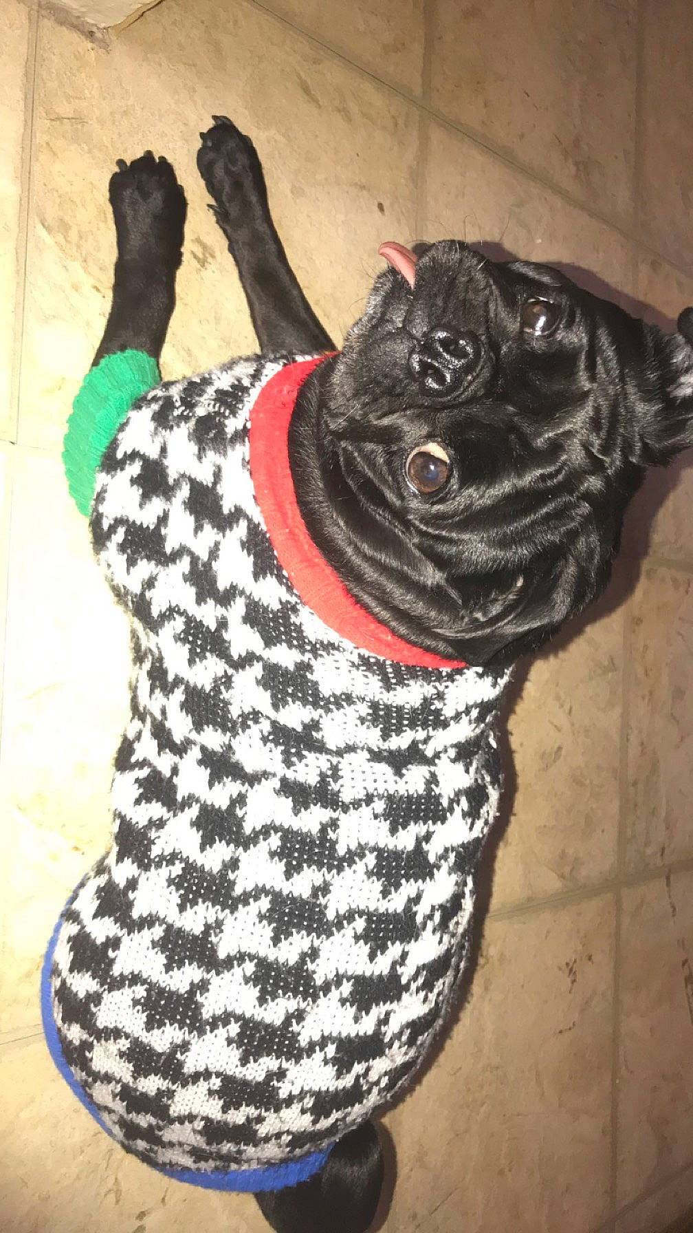 Keemo joined the competition — help win amazing prizes! art, carnivore, collar, companion_dog, dog, dog_breed, dog_clothes, dog_collar, dog_supply, fawn, hat, headgear, leash, pattern, personal_protective_equipment, pet_supply, sleeve, t_shirt, tail, working_animal