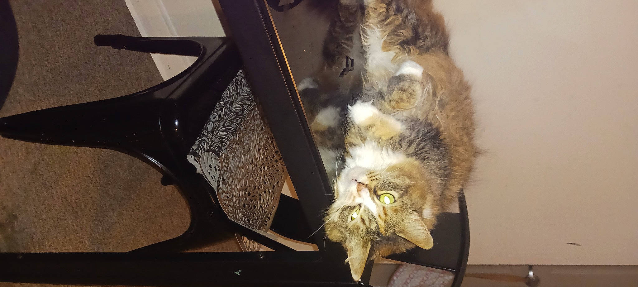 Mia joined the competition — help win amazing prizes! carnivore, cat, claw, domestic_short_haired_cat, felidae, flowerpot, foot, fur, glass, human_leg, metal, paw, plant, rim, room, small_to_medium_sized_cats, tail, vertebrate, whiskers