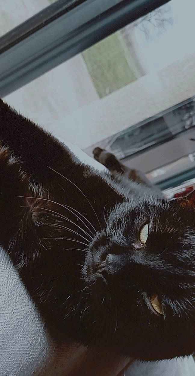 Minouch a rejoint le concours — aidez-le/la à gagner de superbes lots ! black_cat, carnivore, cat, claw, comfort, domestic_short_haired_cat, eye, felidae, flooring, fur, nap, paw, room, small_to_medium_sized_cats, tail, terrestrial_animal, whiskers, window, wood