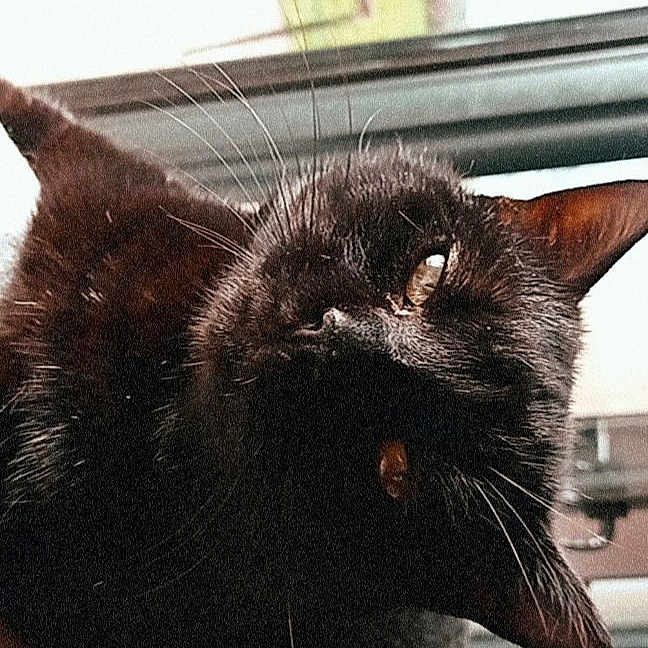 Minouch