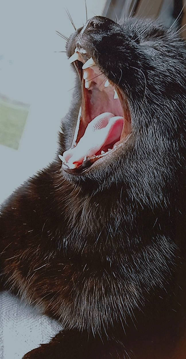 Minouch a rejoint le concours — aidez-le/la à gagner de superbes lots ! beard, carnivore, claw, dog_breed, fang, felidae, foot, fur, gesture, human_body, jaw, mustelidae, neck, paw, small_to_medium_sized_cats, snout, terrestrial_animal, whiskers, wildlife, yawn