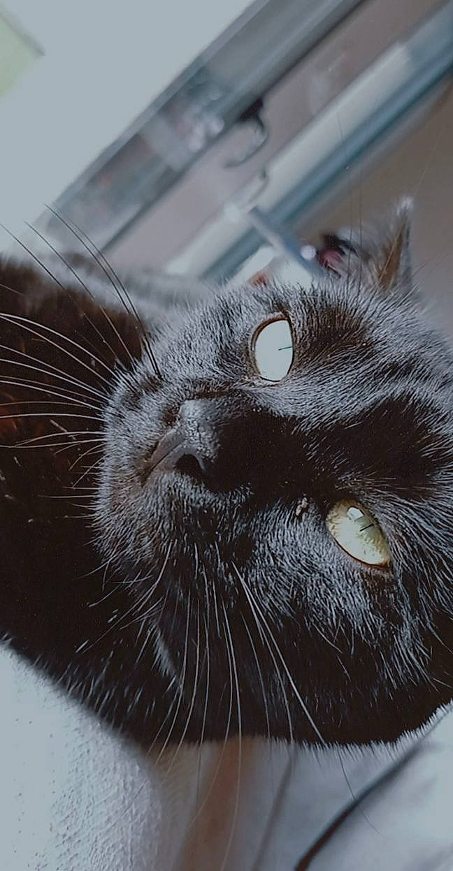 Minouch participe au concours pour gagner de l'argent avec cette photo : black_cat, carnivore, cat, close_up, domestic_short_haired_cat, ear, eye, felidae, fur, grey, hair, head, iris, monochrome, monochrome_photography, small_to_medium_sized_cats, snout, whiskers
