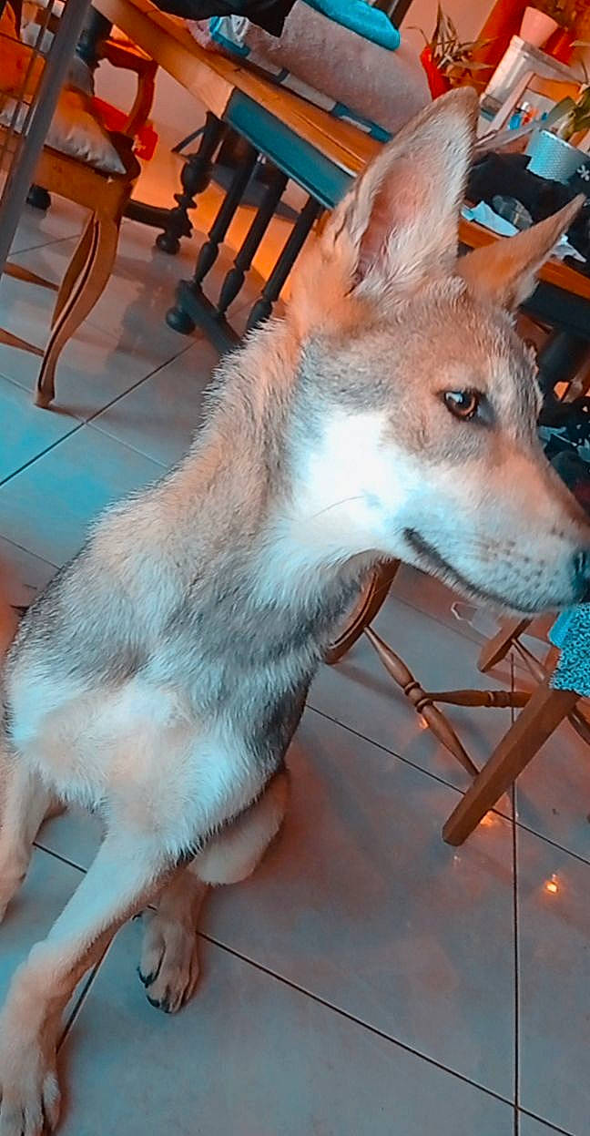 Apache participe au concours pour gagner de l'argent avec cette photo : canidae, carnivore, chair, companion_dog, dog, dog_breed, electric_blue, fawn, flooring, fur, green, hardwood, jaw, photograph, snout, terrestrial_animal, whiskers, white, wildlife, wood