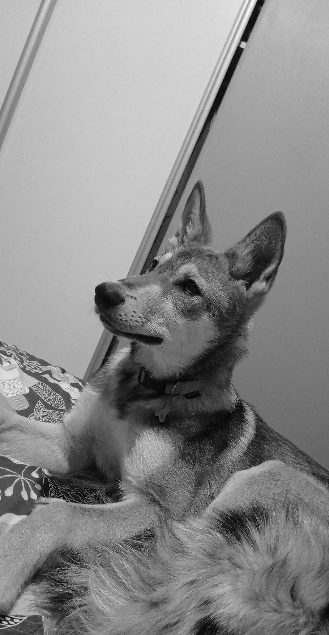 Apache participe au concours pour gagner de l'argent avec cette photo : art, canidae, carnivore, companion_dog, dog, dog_breed, east_european_shepherd, fur, german_shepherd_dog, grey, herding_dog, jaw, king_shepherd, monochrome, monochrome_photography, snout, sporting_group, stock_photography, style, whiskers