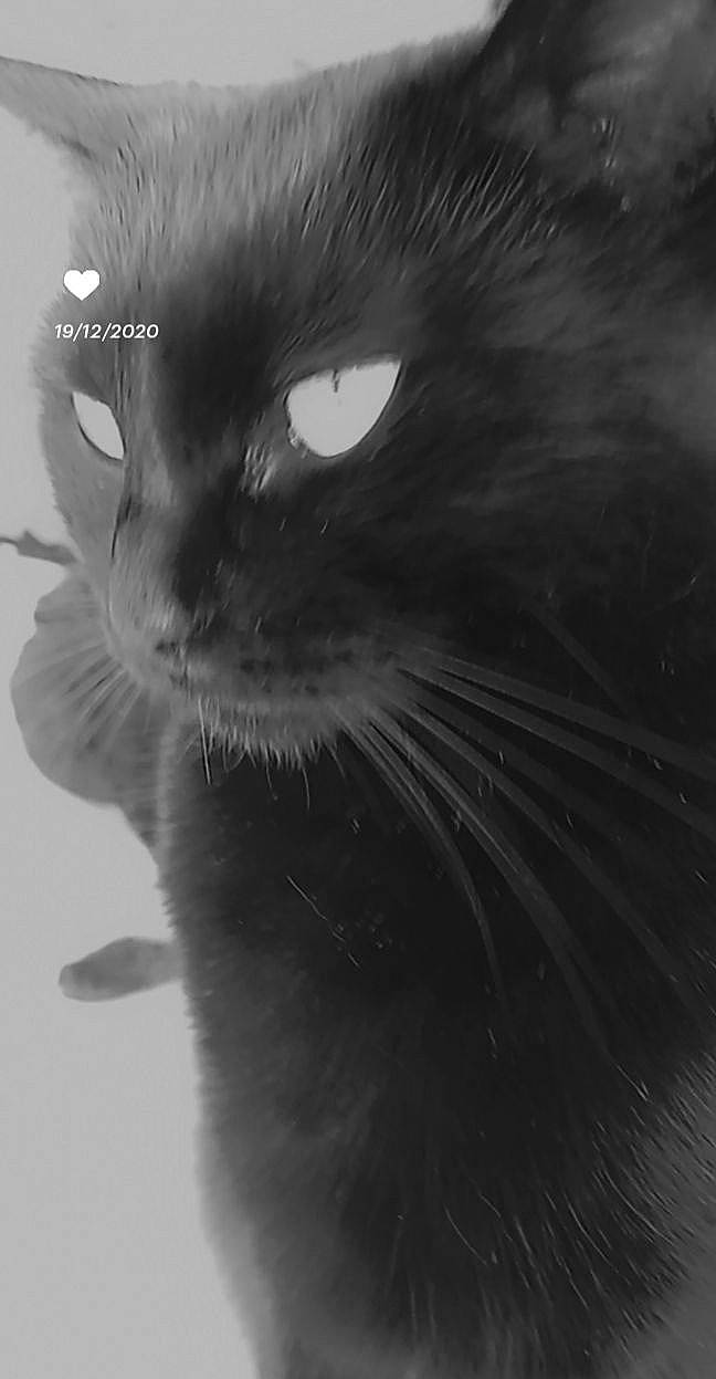 Bagheera participe au concours pour gagner de l'argent avec cette photo : black_cat, bombay, carnivore, cat, domestic_short_haired_cat, felidae, fur, grey, iris, monochrome, monochrome_photography, small_to_medium_sized_cats, snout, terrestrial_animal, whiskers