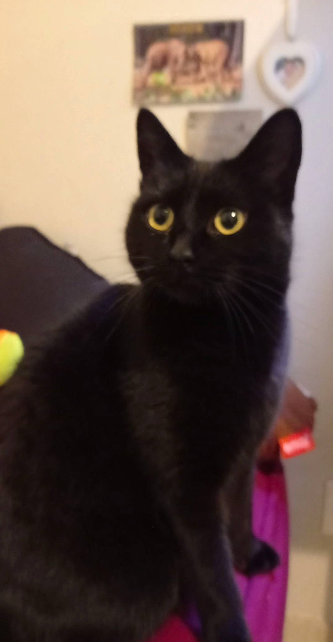 Bagheera participe au concours pour gagner de l'argent avec cette photo : black_cat, bombay, carnivore, cat, domestic_short_haired_cat, felidae, fur, grey, havana_brown, iris, small_to_medium_sized_cats, tail, terrestrial_animal, whiskers