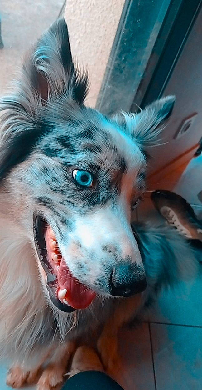 Django a rejoint le concours — aidez-le/la à gagner de superbes lots ! canidae, carnivore, companion_dog, dog, dog_breed, electric_blue, fang, fictional_character, fur, jaw, personal_protective_equipment, photography, snout, sporting_group, terrestrial_animal, toy_dog, whiskers, wildlife, working_animal, working_dog