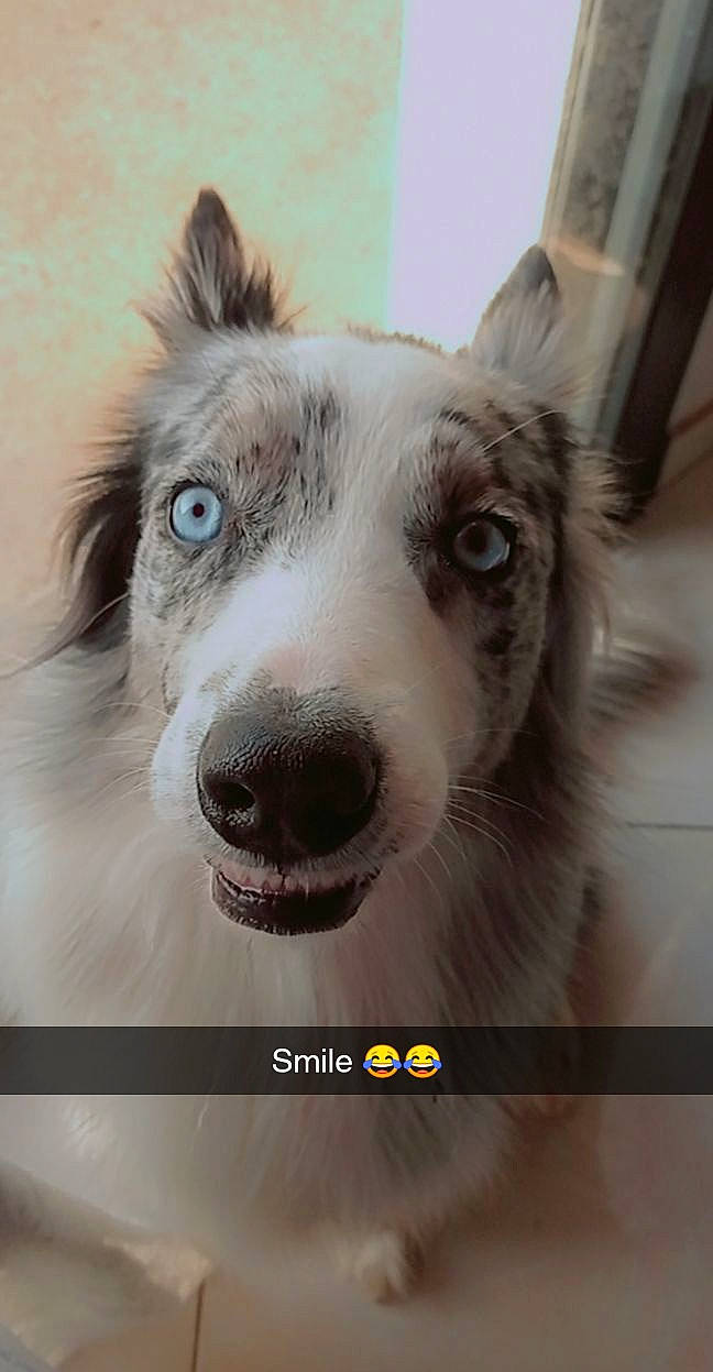 Django participe au concours pour gagner de l'argent avec cette photo : ancient_dog_breeds, art, carnivore, companion_dog, dog, dog_breed, dog_collar, drawing, flooring, fur, illustration, photo_caption, sled_dog, snout, square, terrestrial_animal, whiskers, working_animal, working_dog