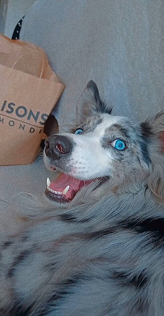Django participe au concours pour gagner de l'argent avec cette photo : art, box, canidae, canis, cardboard, carnivore, carton, companion_dog, dog, dog_breed, fur, grey, herding_dog, packaging_and_labeling, shipping_box, sled_dog, snout, sporting_group, whiskers, working_animal