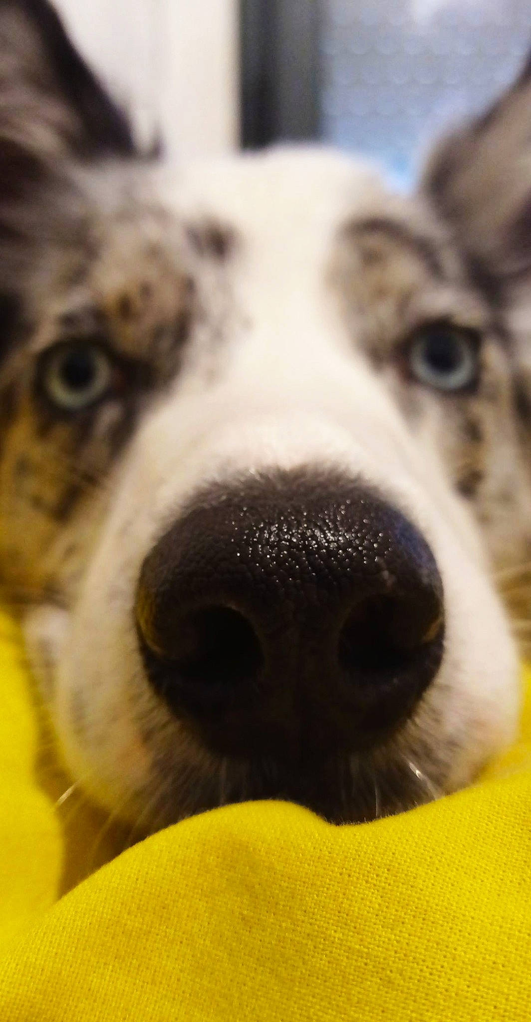 Django a rejoint le concours — aidez-le/la à gagner de superbes lots ! ancient_dog_breeds, canidae, carnivore, close_up, companion_dog, dog, dog_breed, fur, monochrome, monochrome_photography, non_sporting_group, nose, puppy, snout, sporting_group, street_dog, terrestrial_animal, whiskers, working_animal, working_dog