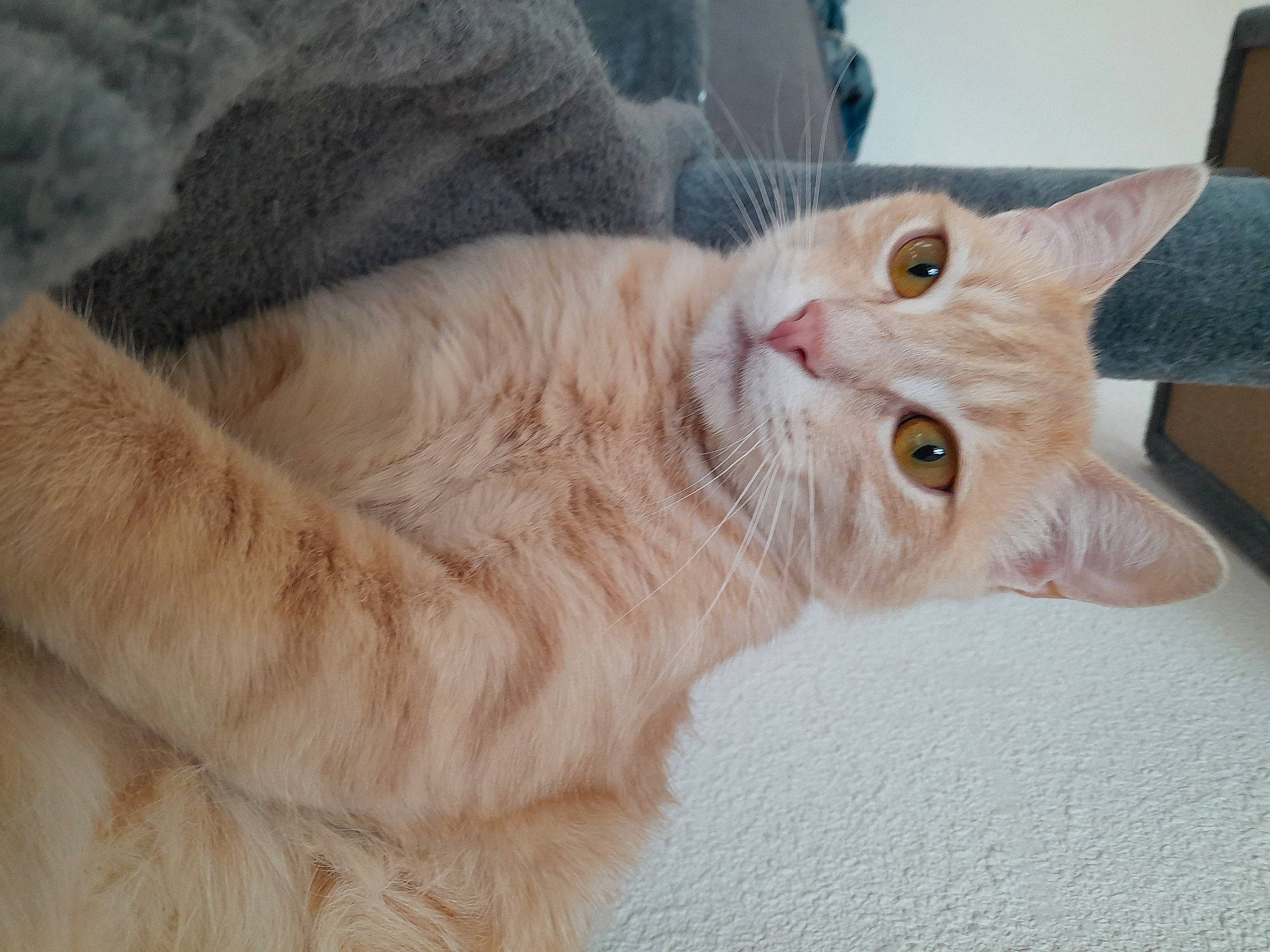 Saïko a rejoint le concours — aidez-le/la à gagner de superbes lots ! bed, carnivore, cat, cat_bed, claw, comfort, domestic_short_haired_cat, ear, eye, fawn, felidae, fur, gesture, head, nap, paw, small_to_medium_sized_cats, snout, tail, whiskers