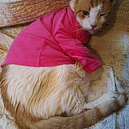 Sandy joined the competition — help win amazing prizes! animal, bed, cat, cozy, cute, domestic, ears, fabric, feline, fluffy, fur, indoor, orange_and_white, pet, pink_shirt, quilt, resting, sleepy, tail, whiskers