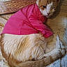 animal, bed, cat, cozy, cute, domestic, ears, fabric, feline, fluffy, fur, indoor, orange_and_white, pet, pink_shirt, quilt, resting, sleepy, tail, whiskers