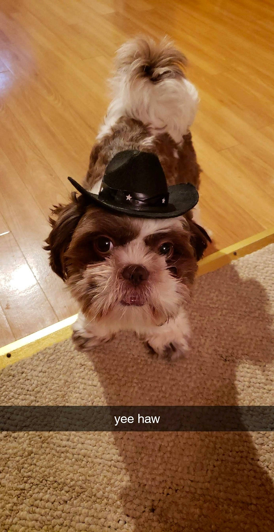 Jorah is registered to the contest to win money with this photo: beard, carnivore, companion_dog, dog, dog_breed, eye, eyewear, facial_hair, fawn, glasses, hat, head, headgear, liver, selfie, shih_tzu, snout, toy_dog, vision_care, working_animal