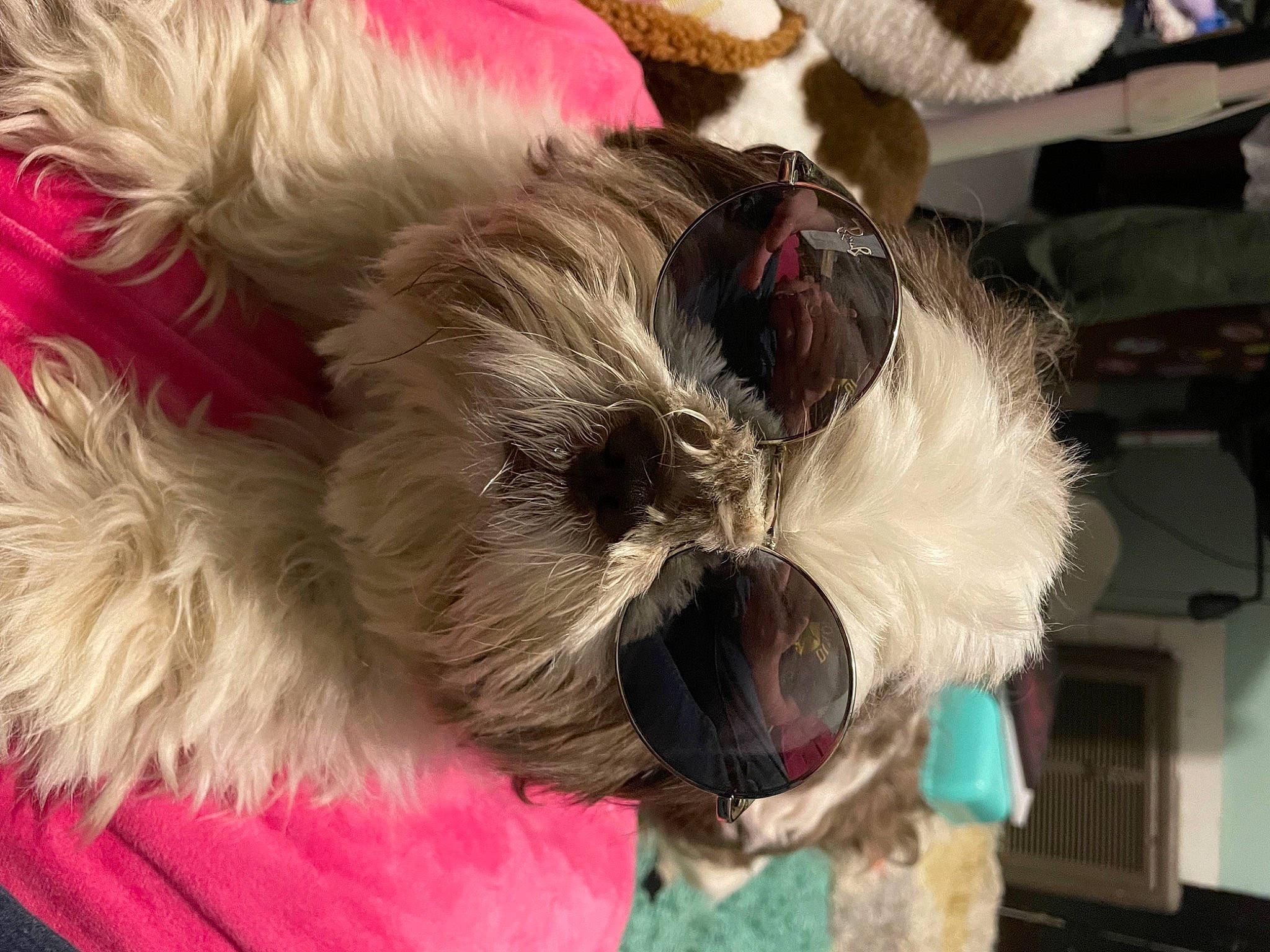 Jorah joined the competition — help win amazing prizes! carnivore, collar, companion_dog, dog, dog_breed, dog_supply, eyewear, fawn, felidae, liver, pet_supply, small_terrier, small_to_medium_sized_cats, snapshot, snout, sporting_group, terrier, toy_dog, whiskers, working_animal