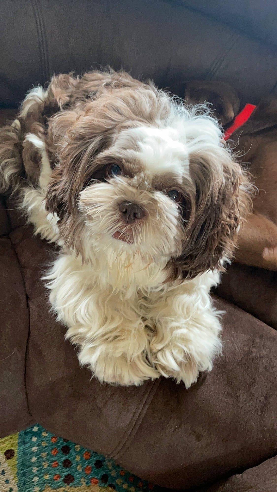 Jorah joined the competition — help win amazing prizes! canidae, carnivore, companion_dog, dog, dog_breed, fur, liver, maltepoo, non_sporting_group, poodle_crossbreed, puppy_love, shih_poo, small_terrier, snout, sporting_group, terrier, toy_dog, water_dog, working_animal, yorkipoo