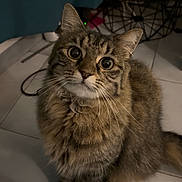 Whiskie participe au concours pour gagner de l'argent avec cette photo : cat, tabby, fluffy, indoor, curious, pet, eyes, fur, floor, tile, furniture, curtain, whiskers, animal, mammal, cute, sitting, looking_up, domestic, companion