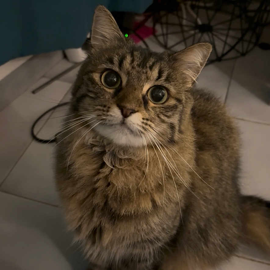 Whiskie participe au concours pour gagner de l'argent avec cette photo : animal, cat, companion, curious, curtain, cute, domestic, eyes, floor, fluffy, fur, furniture, indoor, looking_up, mammal, pet, sitting, tabby, tile, whiskers
